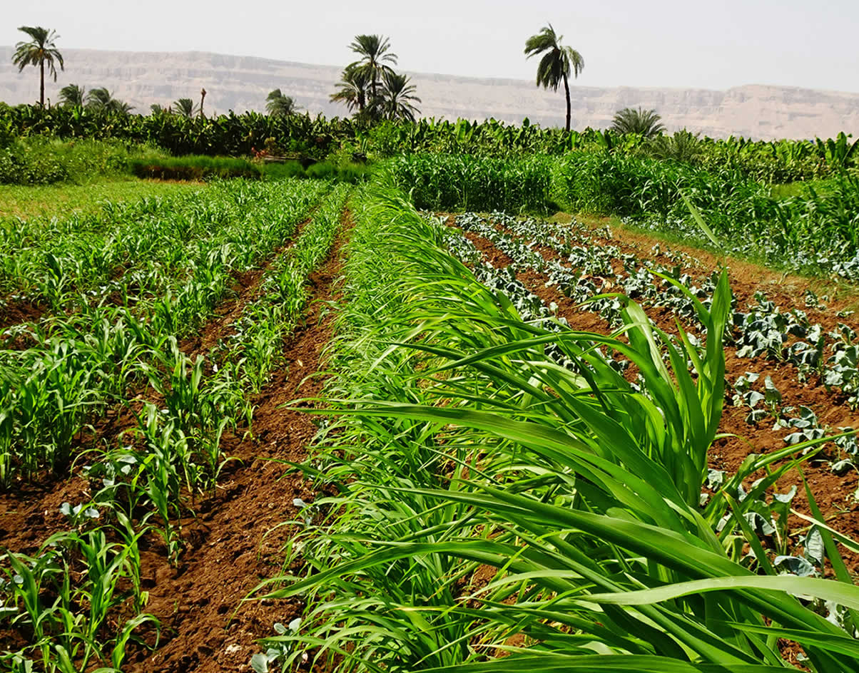 IHICL Farm